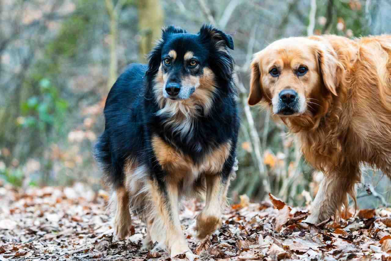狗被狗咬傷可以要求賠償嗎？